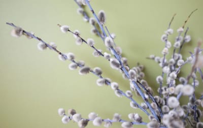 Вербное воскресенье 5 апреля: что можно и нельзя делать в этот день