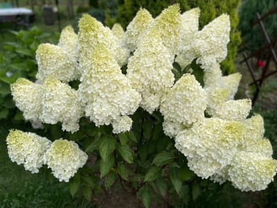 Первая весенняя подкормка гортензий: советы опытного садовода по срокам и выбору удобрений