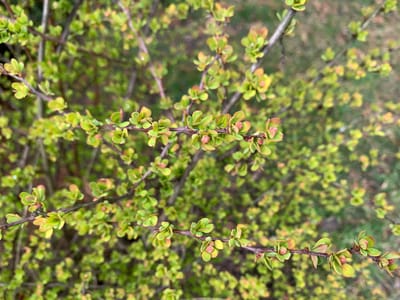 Прогноз погоды в Гродненской области на 9–11 апреля: похолодание, ветер и возможные осадки