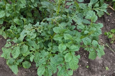 Слонимчанка рассказала, как сажает картошку граблями — без перекопки земли и с высоким урожаем