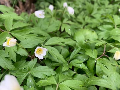 Прогноз погоды в Гродно и области на 10–12 апреля: похолодание, осадки и гололедица
