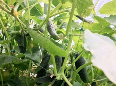 Огурцы вёдрами: слонимчанка поделилась простым рецептом подкормки от бабушки