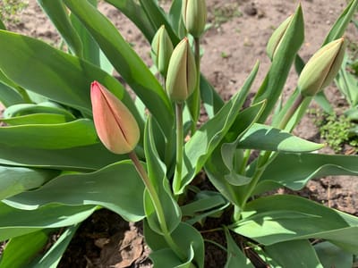 Прогноз погоды на 11–13 апреля в Гродненской области: похолодает, возможны осадки