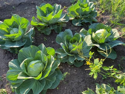 Благоприятные дни для посева капусты в 2026 году по лунному календарю 