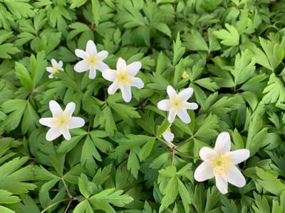 Погода в Гродненской области на 15–17 апреля: потепление сменится дождями