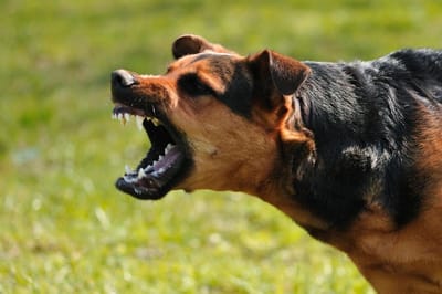 Бешенство у собаки