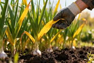 Пожелтевший чеснок