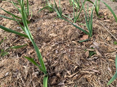 "Чеснок не желтеет и даёт крепкое перо". Слонимчанка раскрыла весенний рецепт подкормки 