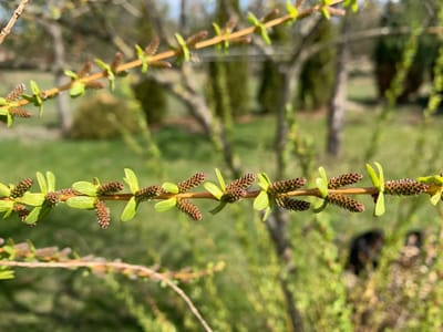 Прогноз погоды в Гродненской области на 16–18 апреля: дожди, ветер и потепление к выходным