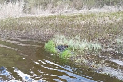 поиски человека