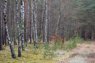 Слонимский лесхоз напоминает о временном ограничении на посещение лесов