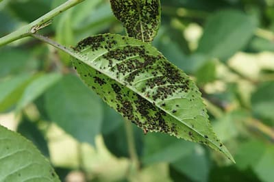 Борьба с тлей