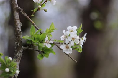 Синоптики предупреждают о неблагоприятном погодном явлении: прогноз по Гродненщине на 24-26 апреля