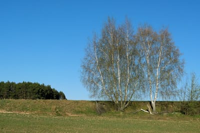 Усиление ветра, мокрый снег и ночные заморозки: прогноз погоды в Гродно и области на 25–27 апреля