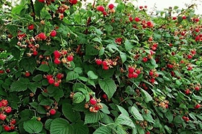  подкормка малины в апреле