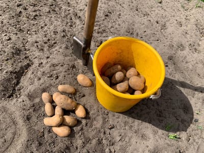 Чем заправить лунки при посадке картошки – советы слонимской огородницы