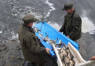 зарыбление