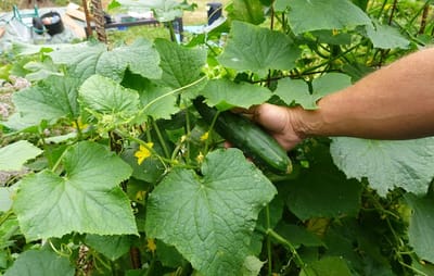 cucumber 1200x800