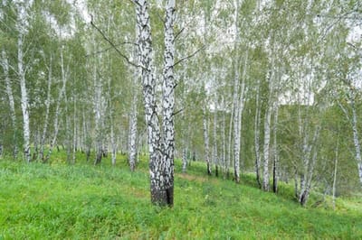 березовая роща