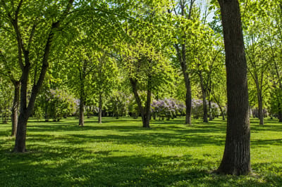 сирень в парке