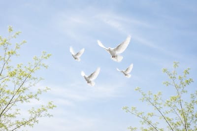 белые голуби
