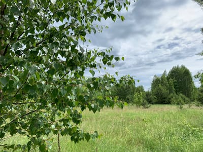 погода