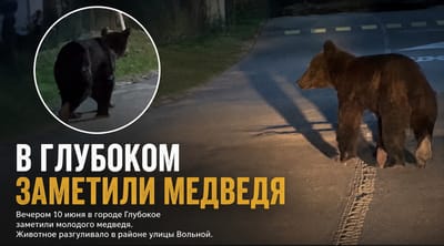 Медведь