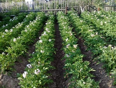 картофель