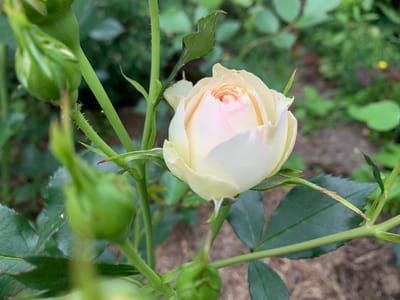 photo 2026 06 19 11 52 49