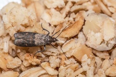 100% работает: один секретный трюк — и кухонная моль больше не появится