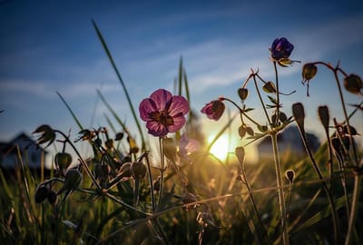 11 июня — Феодосия Колосятница: начало грибного сезона и вестник урожая