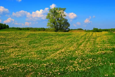 18 мая отмечается день Арины Капустницы. Как получить щедрый урожай и сохранить мир в доме