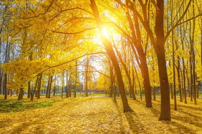 22 ноября — Матрёна Зимняя: день, который привлекает удачу