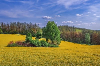 26 июля — Гавриилов день: что это за праздник, традиции и приметы