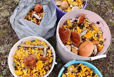 60 кг грибов за день: урожай поражает даже бывалых грибников