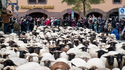 600 овец захватили центр Нюрнберга — жители не поверили своим глазам