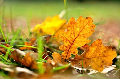 8 ноября — Дмитриев день: что можно и нельзя делать