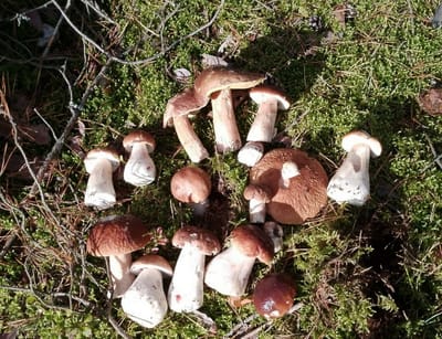 Белые пошли! Грибники собирают в сентябре целые ведра грибов, несмотря на заморозки