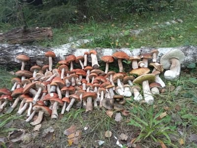 Белые сошли, лисички пошли: что находят грибники в августе