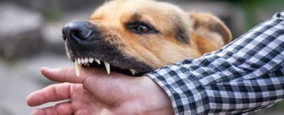 Бешенство в Гродненской и Могилёвской областях: 16 человек находятся под наблюдением врачей