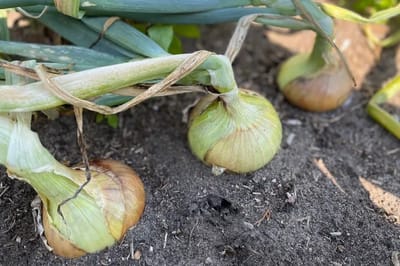 Благоприятные и неблагоприятные дни для уборки лука в августе 2025 года