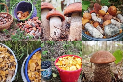 «Боровики прут прямо из песка, подосиновики растут на полянках». Грибники делятся богатой добычей