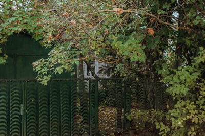 Что делать, если вам мешает соседское дерево? Отвечает специалист