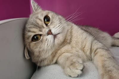 Что происходит с вашими кошками, когда жара превышает +30 градусов