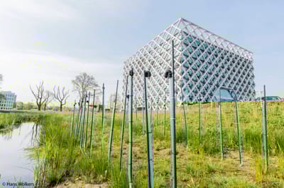 Да, растения дают ток. Нет, это не то, что вы думаете