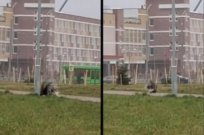 Дикобраз вышел на прогулку: в Барановичах в городском парке заметили колючего гостя