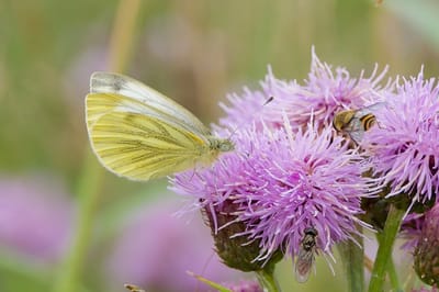До +28 градусов. О погоде на Гродненщине 24-26 июля