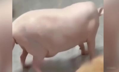 Это свинья или кошка? Видео вызвало бурные споры