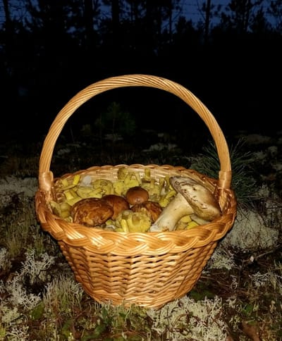 Фантастика! Зелёнки, подзеленки и даже белые — в декабре, как в разгар сезона