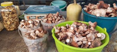 Грибной сезон не сдаётся: на рынке в Слониме всё ещё продают лисички и зеленки